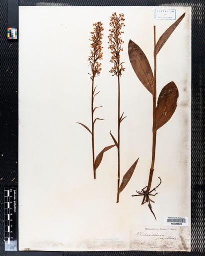 Platanthera psycodes