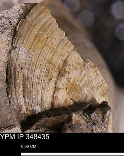 Limopsis striatopunctatus