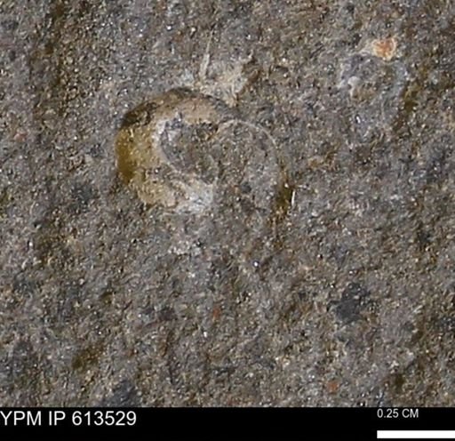 Scaphites sp.