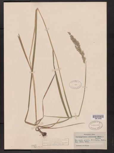 Calamagrostis cinnoides