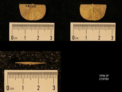 Chonetes granulifer