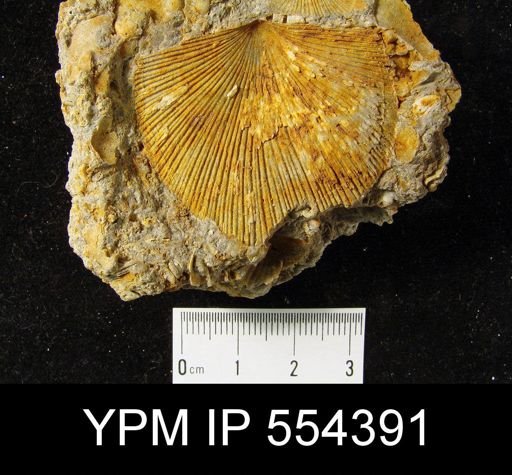 undet. Strophomenida