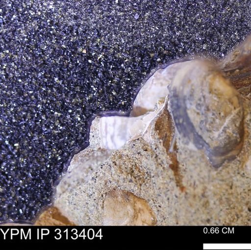 Corbicula sp.