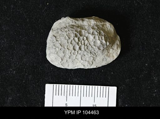 Favosites forbesi