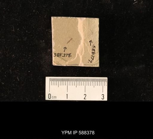 undet. Hymenoptera