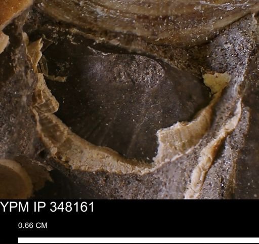 undet. Bivalvia