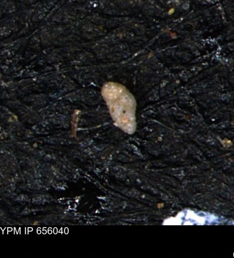 Verneuilinoides kansasensis