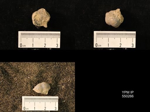 Marginifera wabashensis