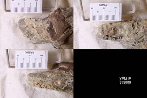 Scaphites whitfieldi