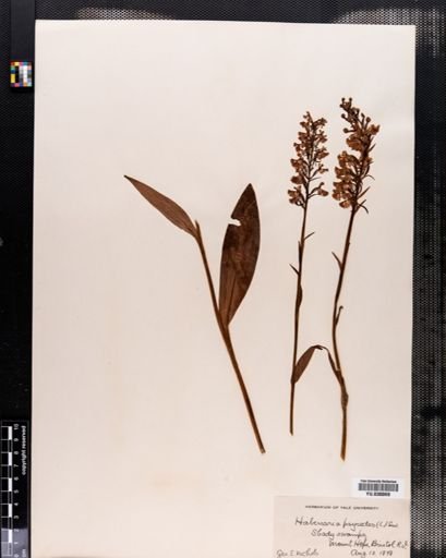 Habenaria