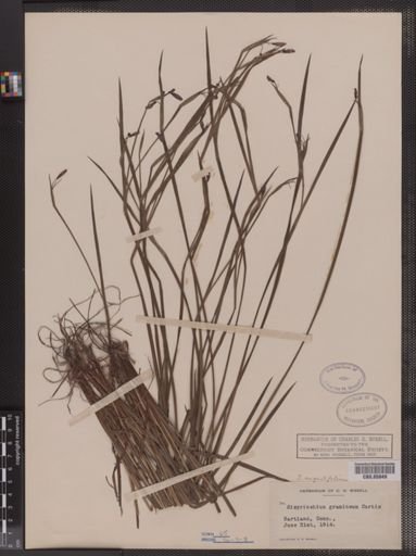 Sisyrinchium gramineum