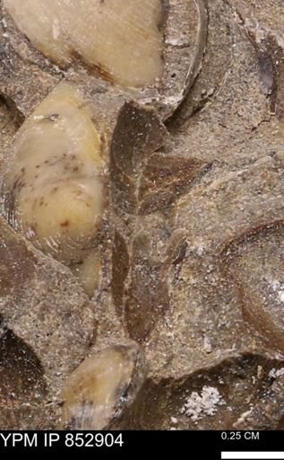 Limopsis striatopunctatus