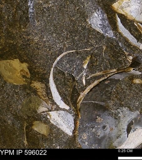 undet. Bivalvia
