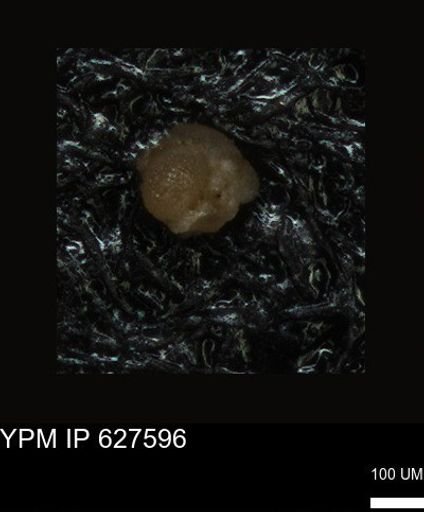 undet. Foraminiferida