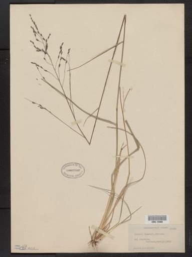 Tridens flavus