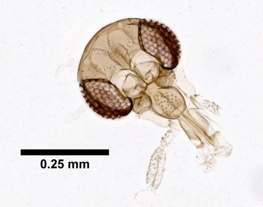 Sergentomyia welwitschii
