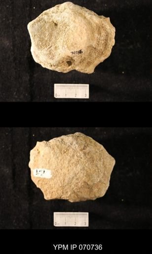 Favosites louisvillensis?