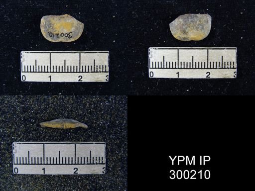 Chonetes subliratus