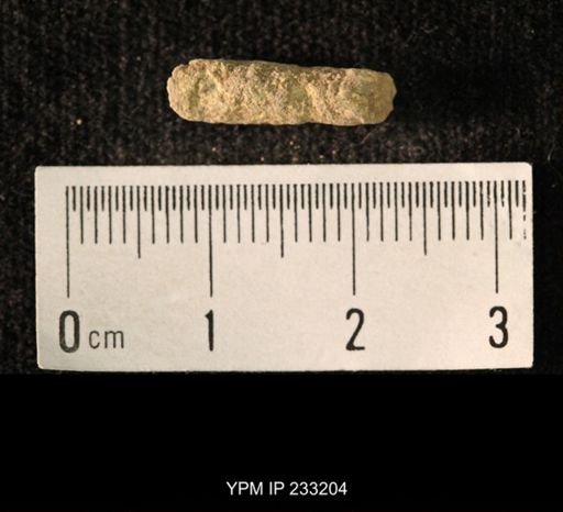 Archaeocidaris sp.
