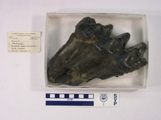 Tapirus sp.