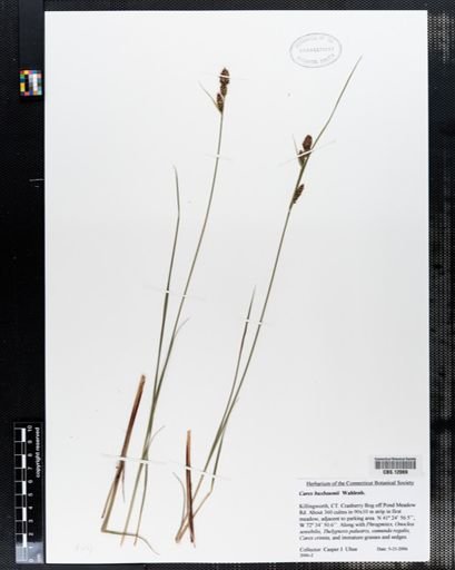 Carex buxbaumii