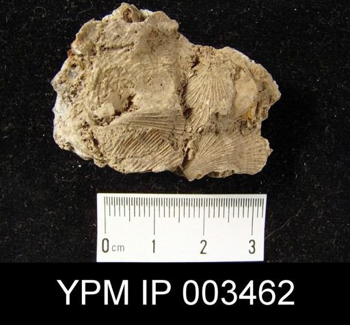 Orthotetes correanus