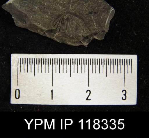 Camarotoechia nucula planosugosa