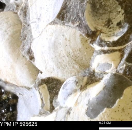 Protocardia sp.