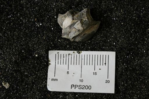 Spisula elliptica