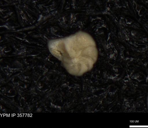 undet. Foraminiferida