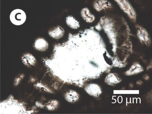 Obruchevella magna