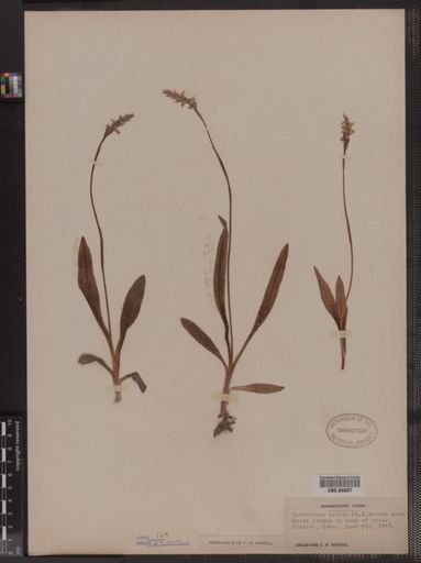 Spiranthes lucida