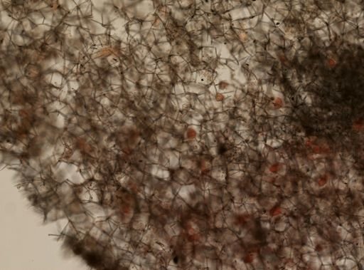 Haliclona oculata