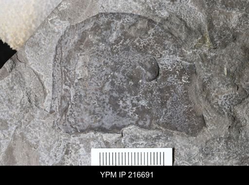 Eurypterus lacustris
