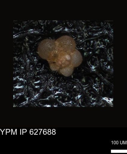 undet. Foraminiferida