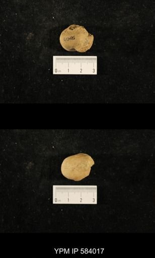 Euphemites sp.