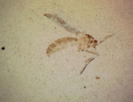 Nematocera?