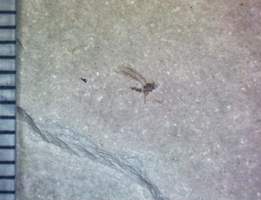 undet. Pterygota