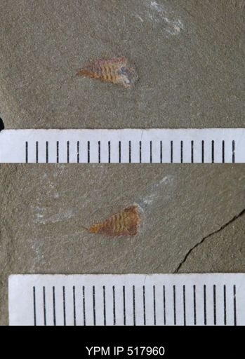 undet. Synziphosurina