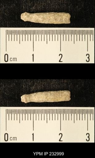 Archaeocidaris sp.