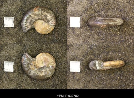 Discoscaphites conradi