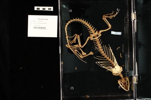 Sauromalus varius