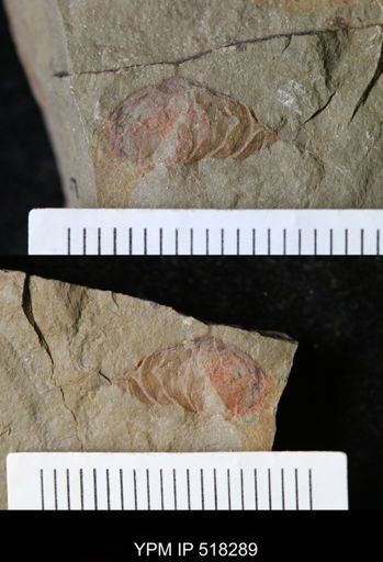 Thelxiope sp.
