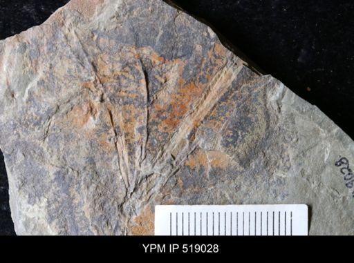 undet. Graptolithina