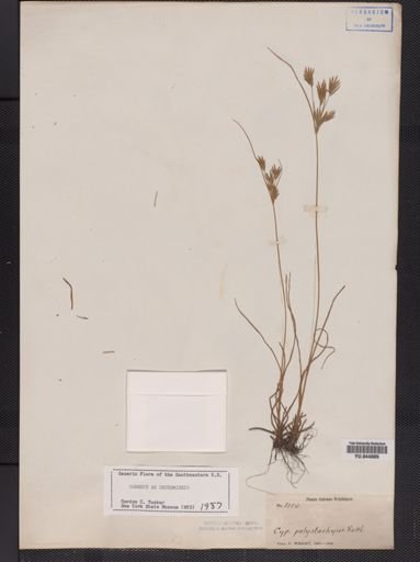 Cyperus polystachyos