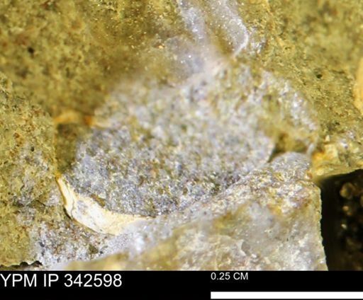 undet. Mollusca
