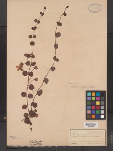 Plantae