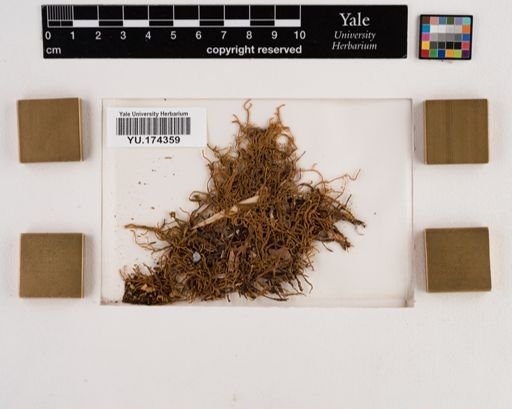Plantae