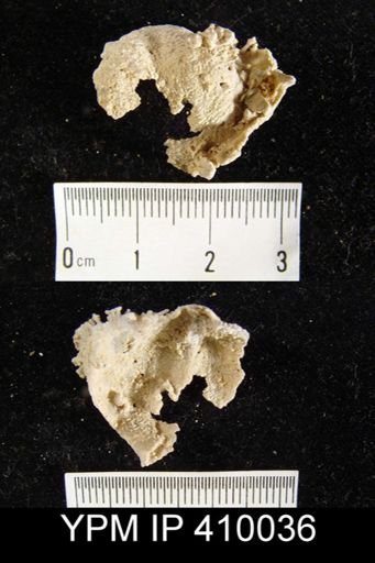 Institella leonardensis