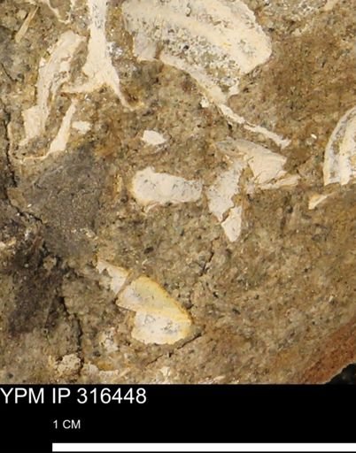 undet. Mollusca